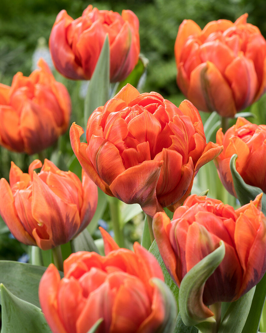 Tulipa 'Hermitage Double'