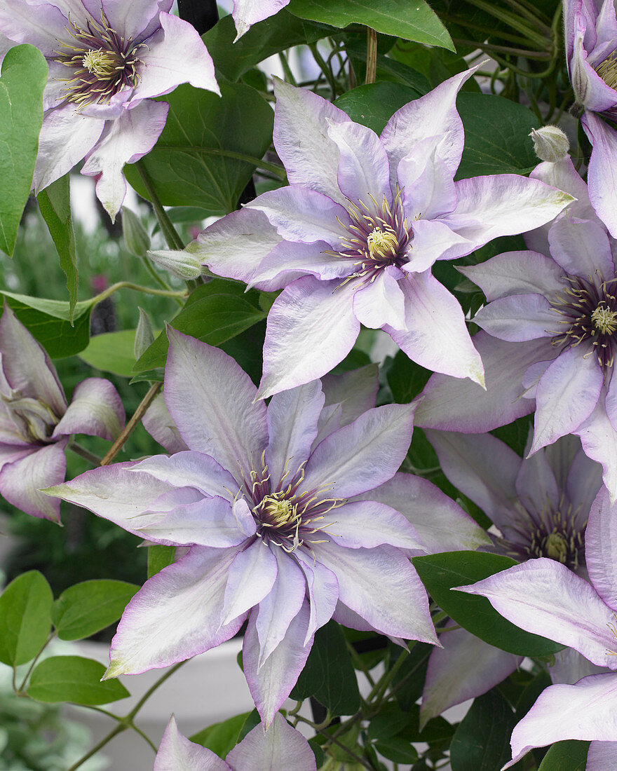 Clematis 'Samaritan Jo'