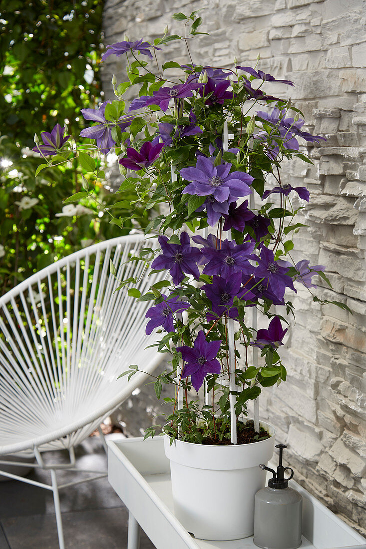 Clematis 'Garland Masa'