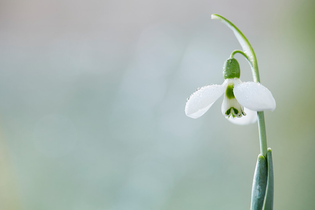 Galanthus