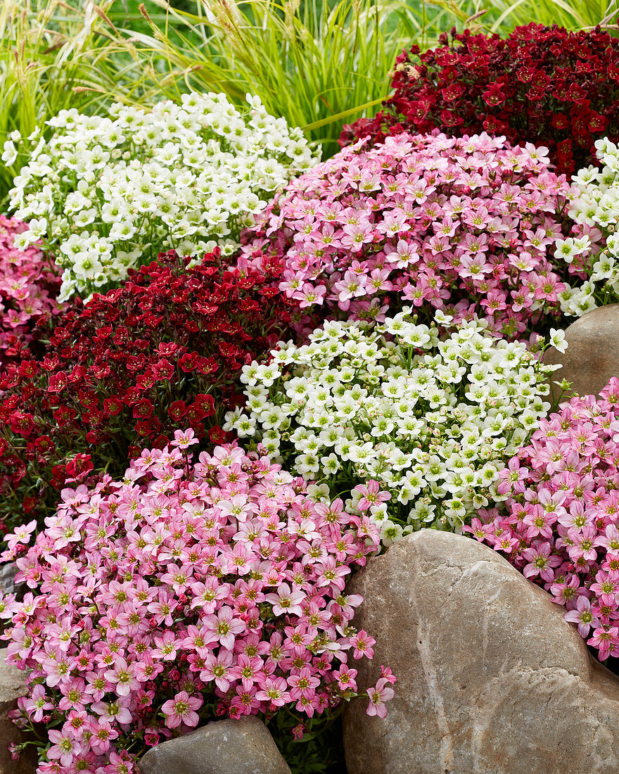 Saxifraga mix