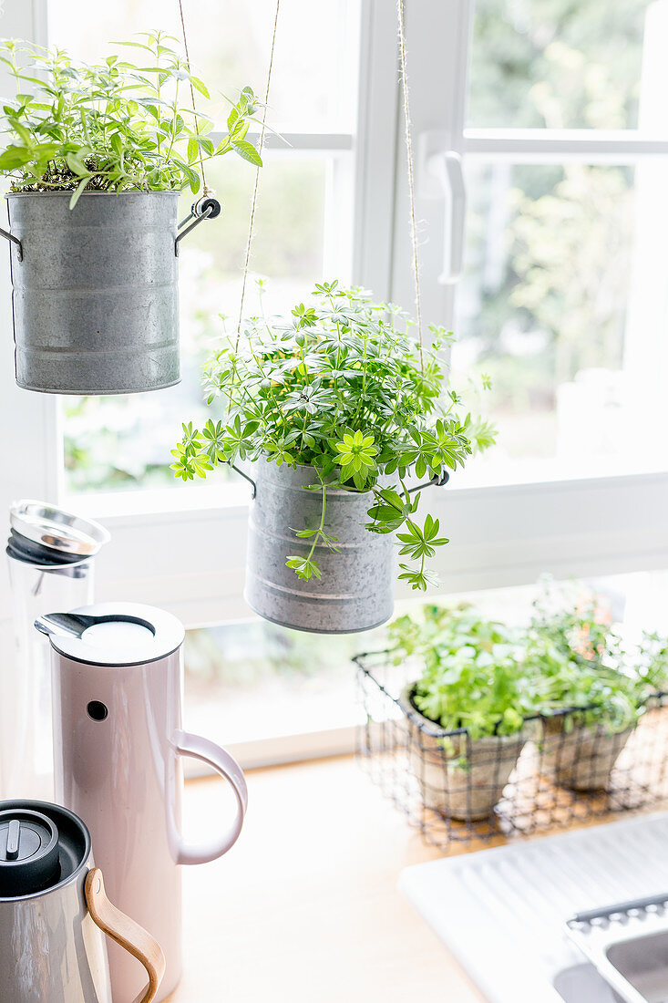 Herbs in kitchen