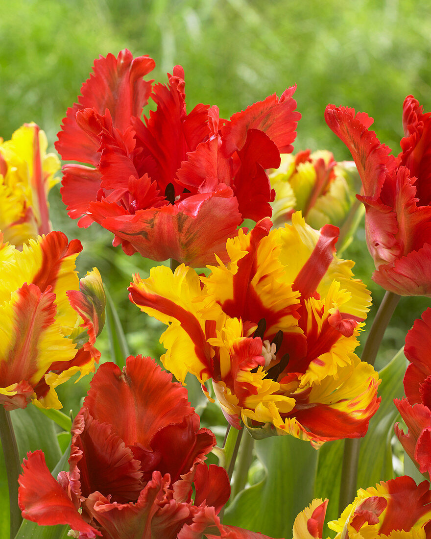 Tulipa Flaming Parrot, Tulipa Garden Fire