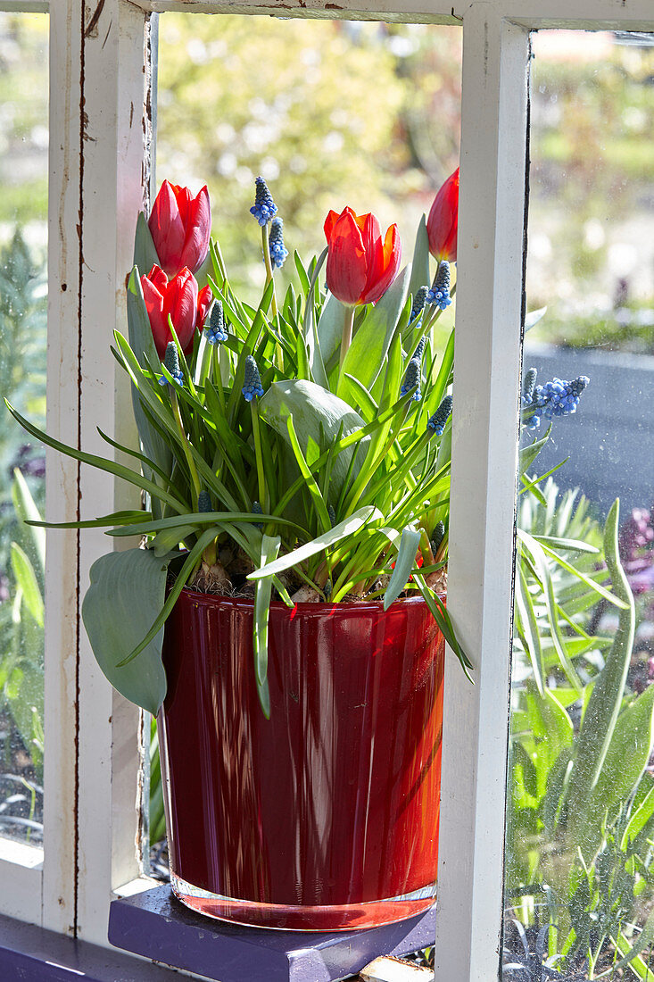 Tulipa and Muscari on pot