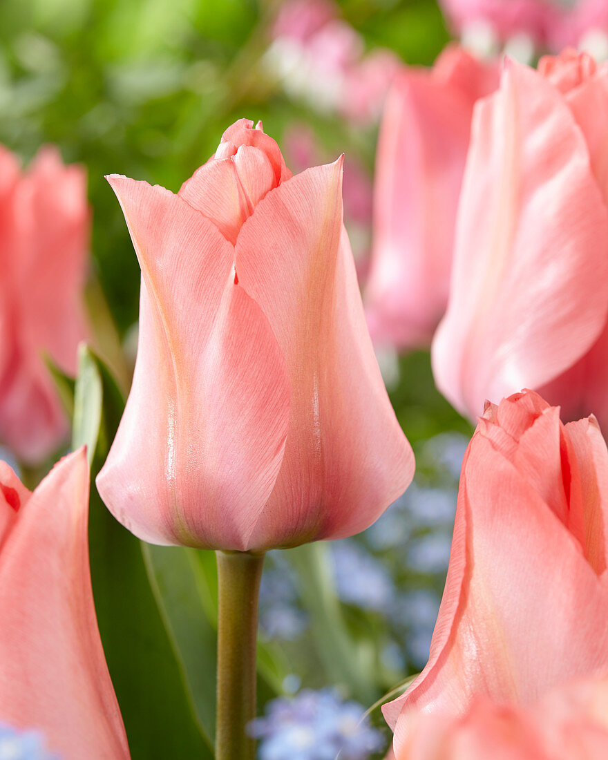 Tulipa Queenstown