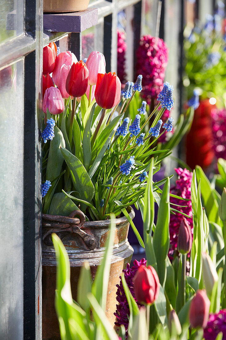 Tulipa and Muscari on pot