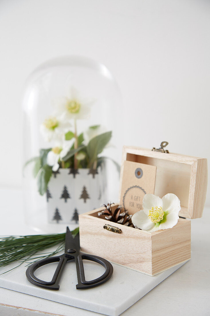 Christmas arrangement with hellebores