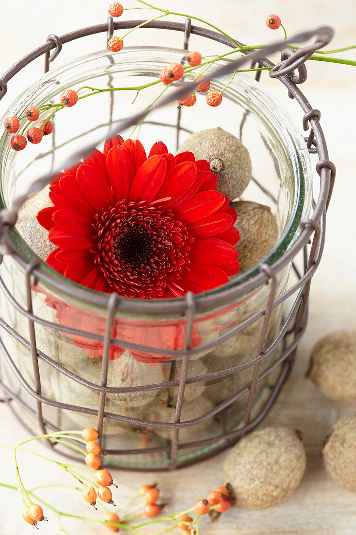 Gerbera red