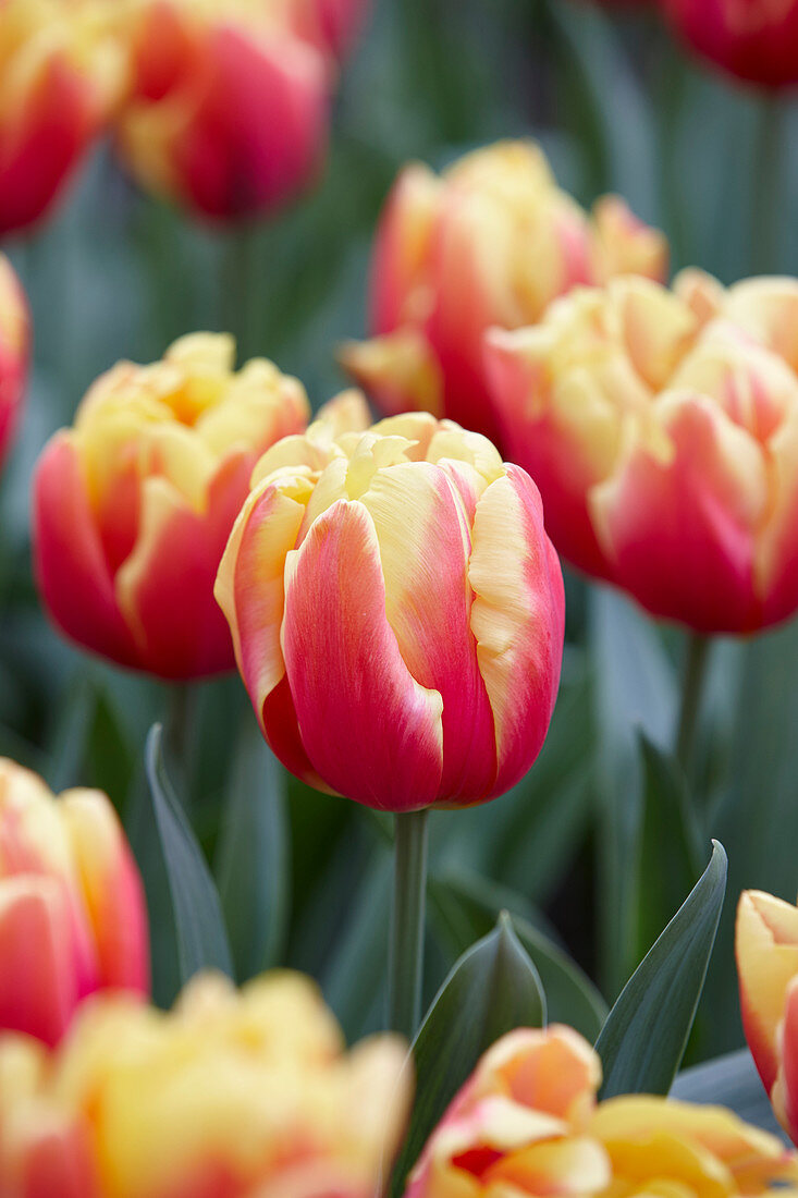 Tulipa 'Double Focus'