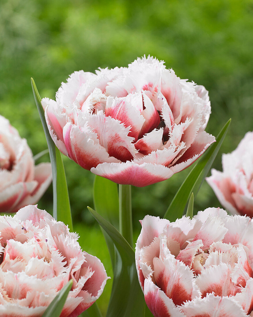 Tulipa 'Double Crystal'