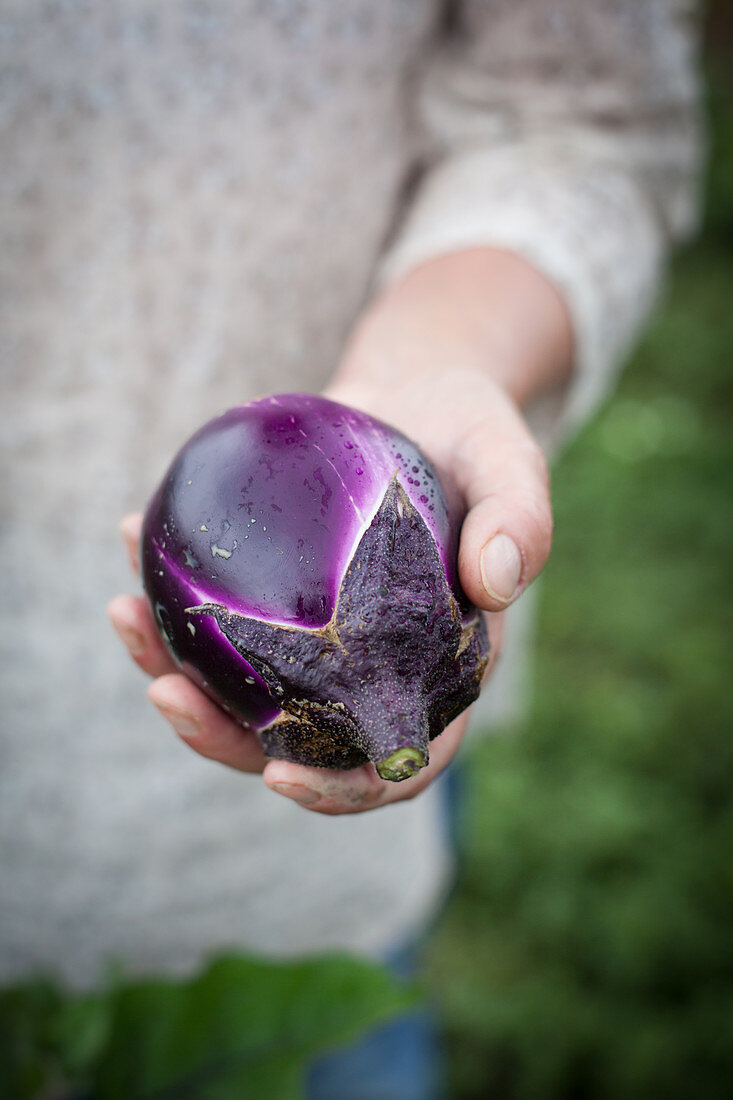 A hand holding an aubergine