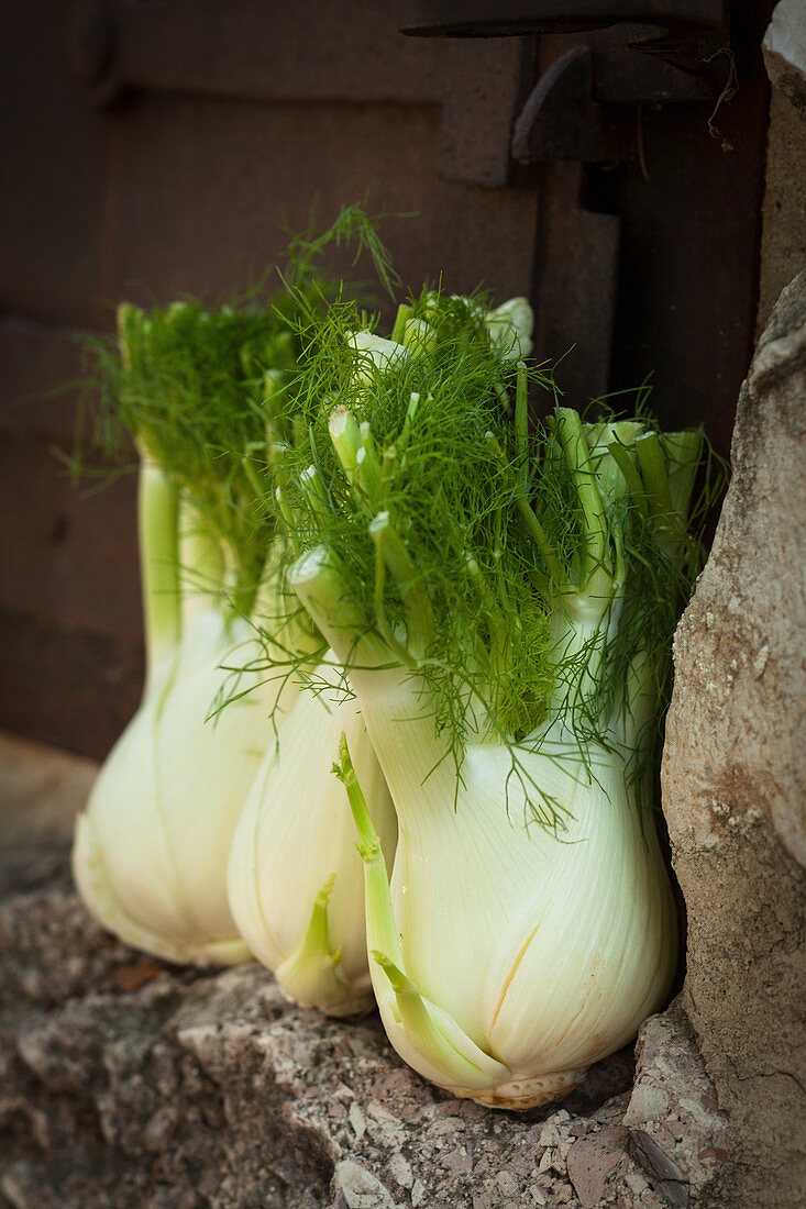 Three fennel bulbs on a stone wall