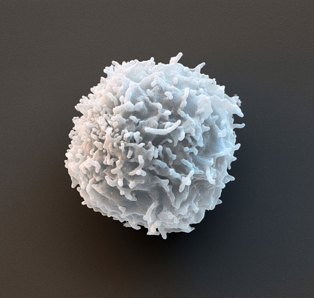 B lymphocyte white blood cell, SEM