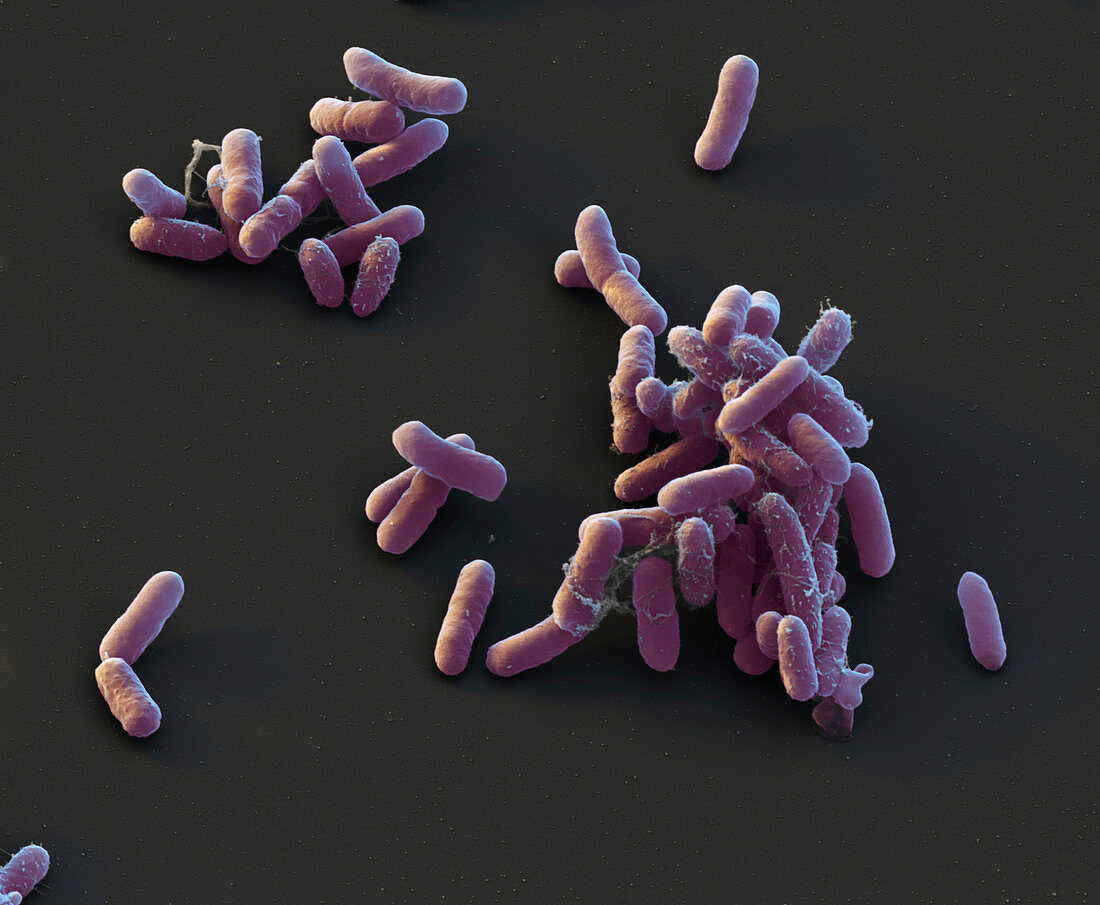 Enterobacter cloacae bacteria, SEM