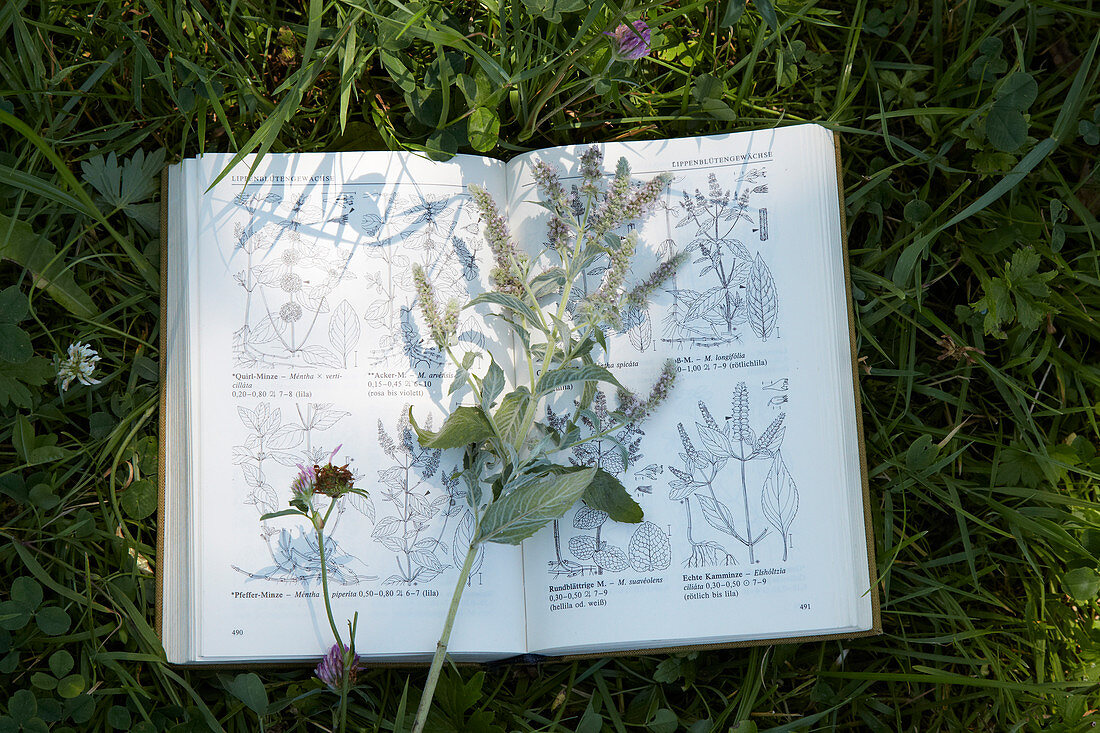 A mint branch on a plant identification book in the grass