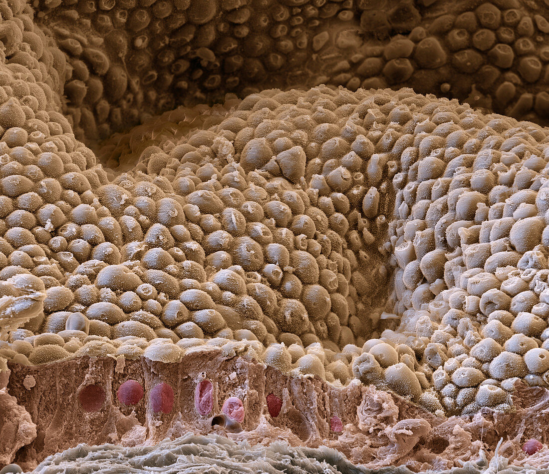 Normal salivary gland, SEM