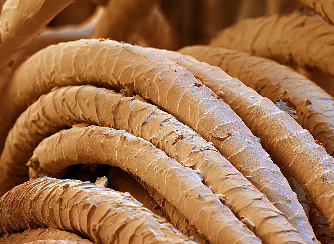 Wool fibres, SEM