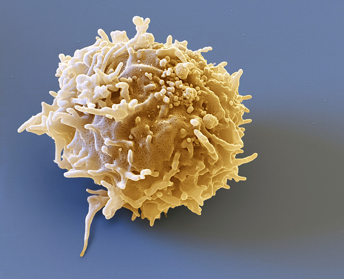 T lymphocyte white blood cell, SEM