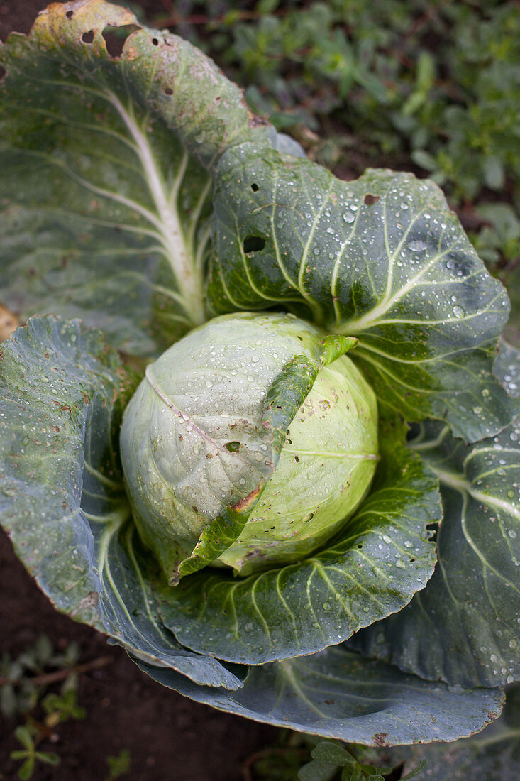 Cabbages in the field