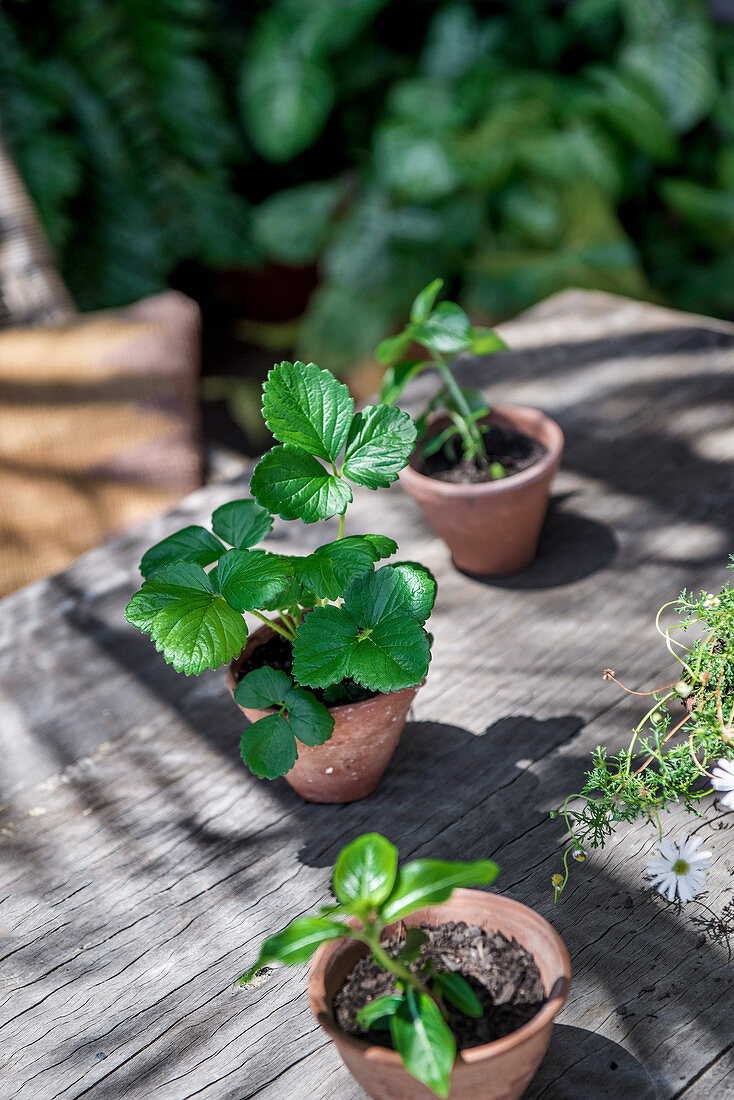 Plant seedlings in small clay pots on wooden table outdoors