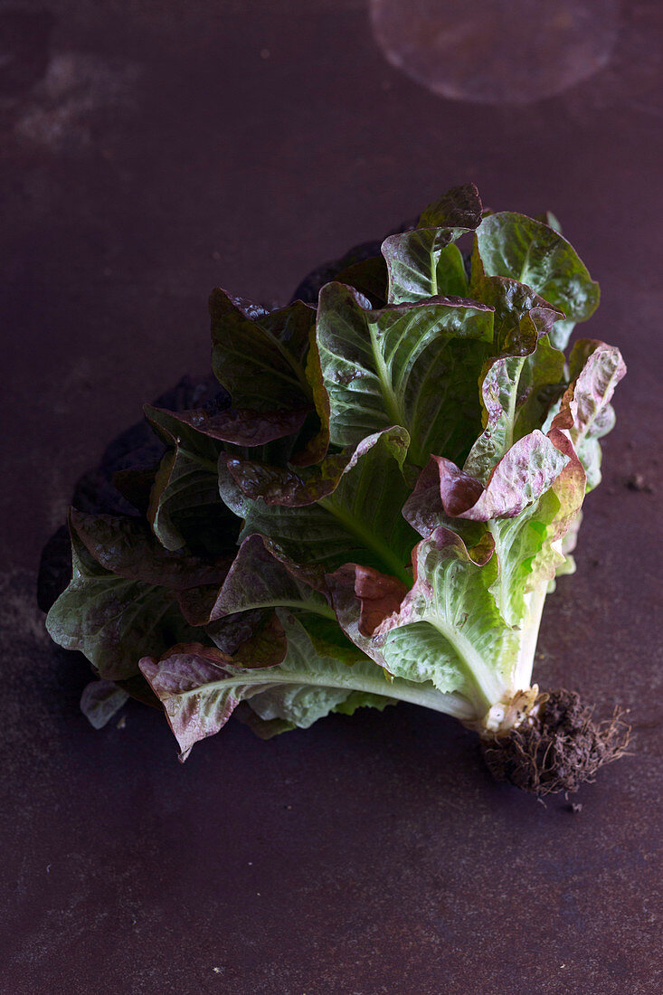 Bunch of ripe fresh lettuce leaves with dirty roots placed on gray tabletop