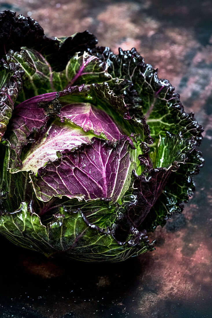 Still life, a fresh round green savoy cabbage with purple red leaves