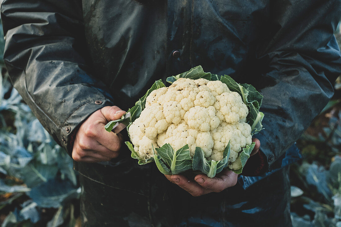 Person holding freshly harvested cauliflower