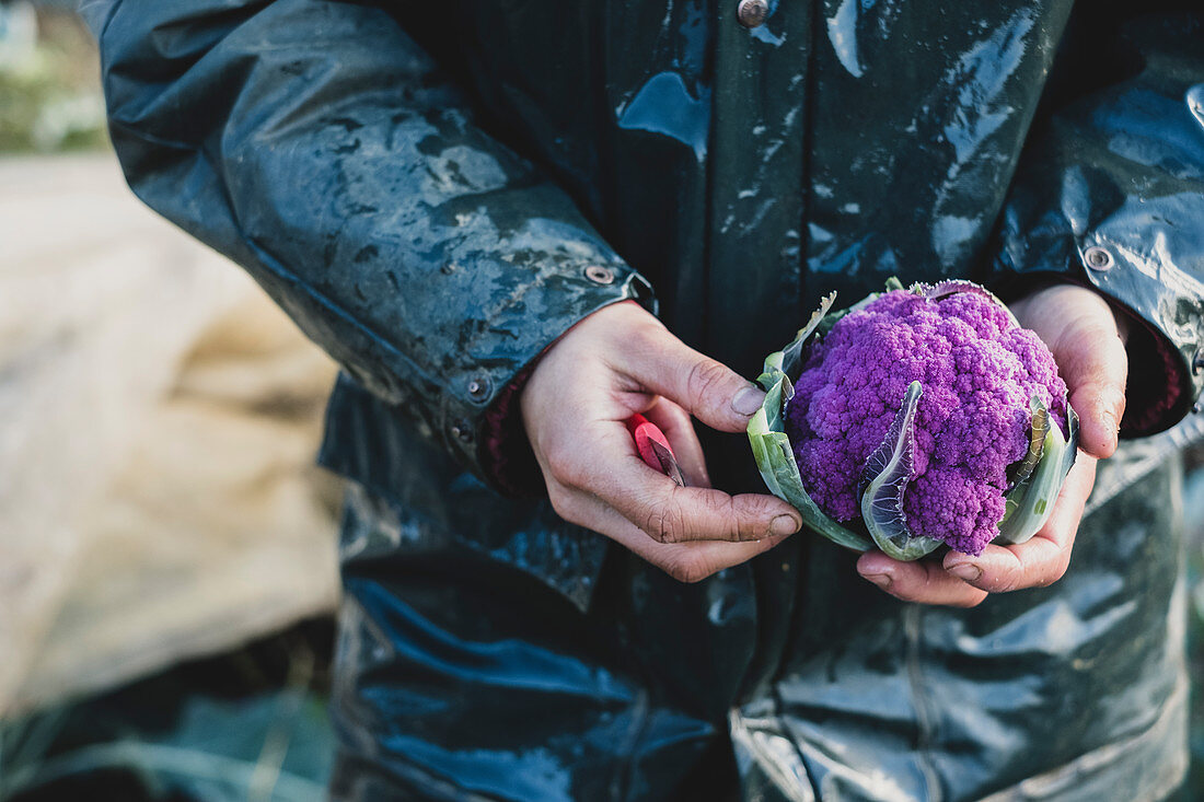 Person holding freshly harvested purple cauliflower
