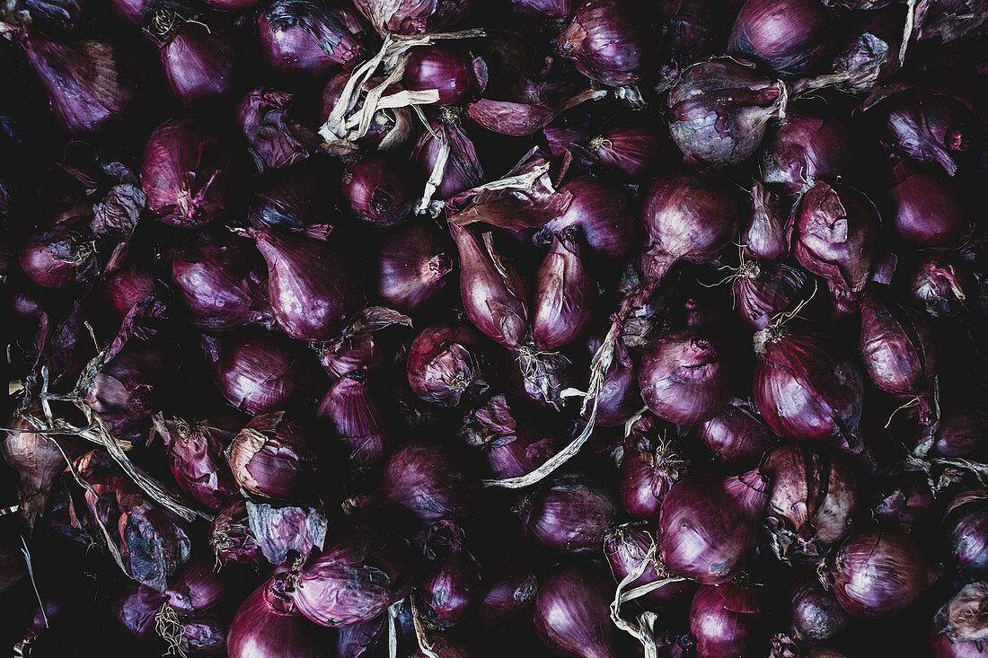 Freshly harvested red onions