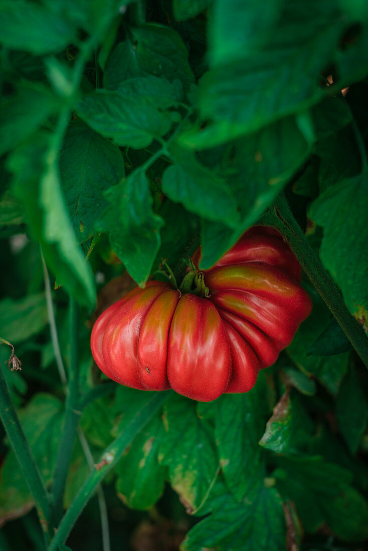 Frische Ochsenherztomate an der Pflanze