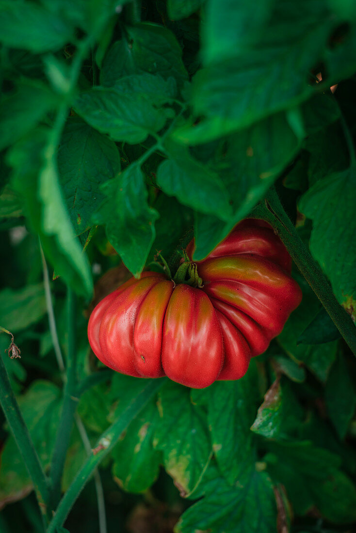 Red ripe tomato hanging amidst green leaves on garden plant