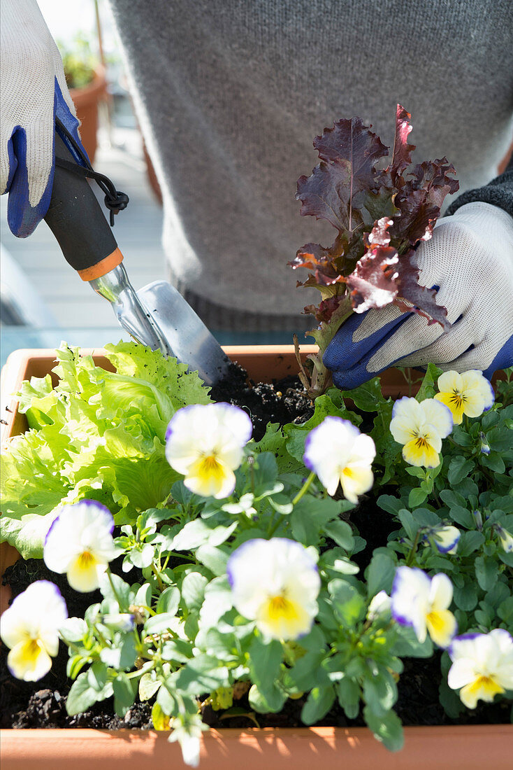 Violas and lettuces in window box