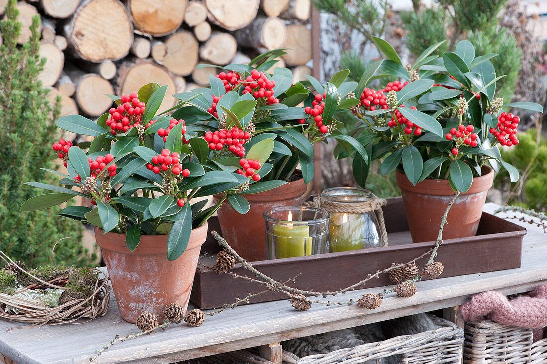 Skimmias with red berries in clay pots