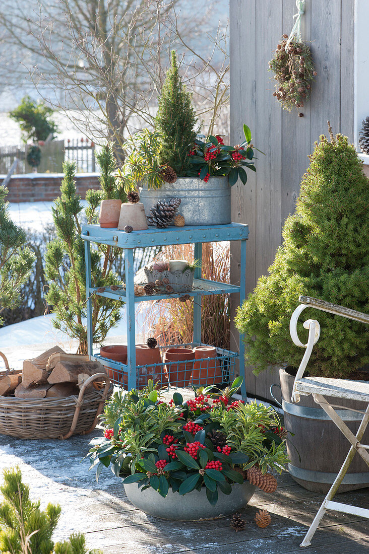 Winter - Terrasse mit Zuckerhutfichte, Skimmie und Wolfsmilch in Gefäßen