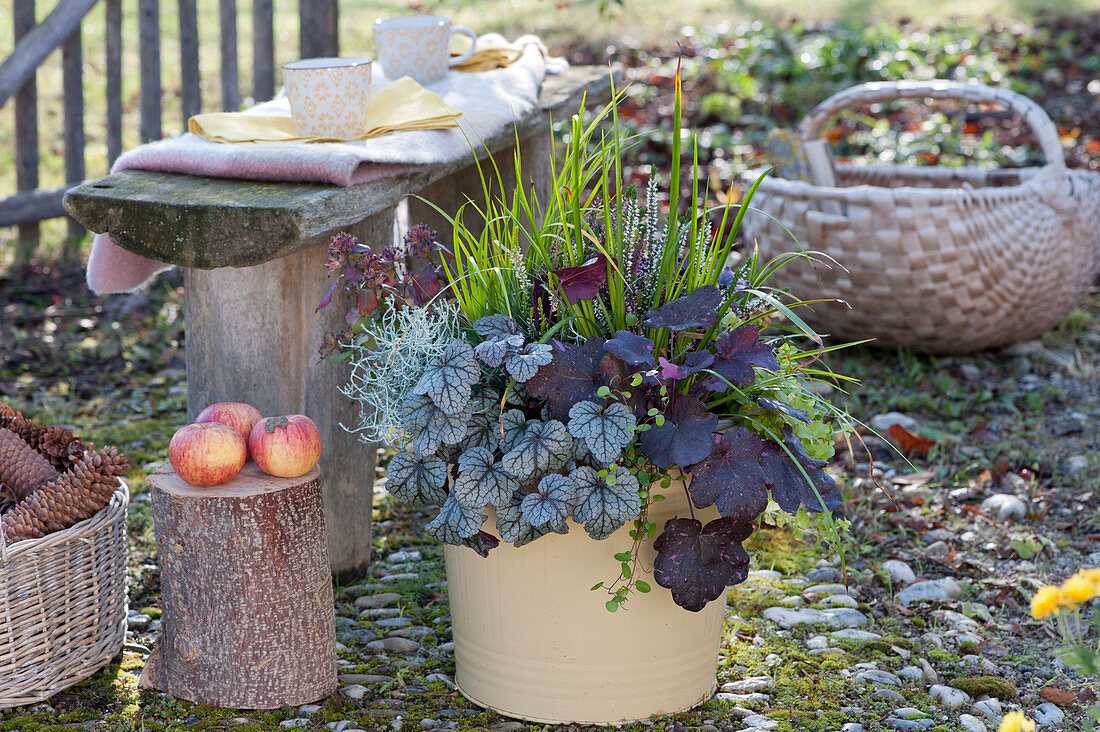 Autumn magic planting: coral bells, sedge, ragwort, ivy and bud blooming heather