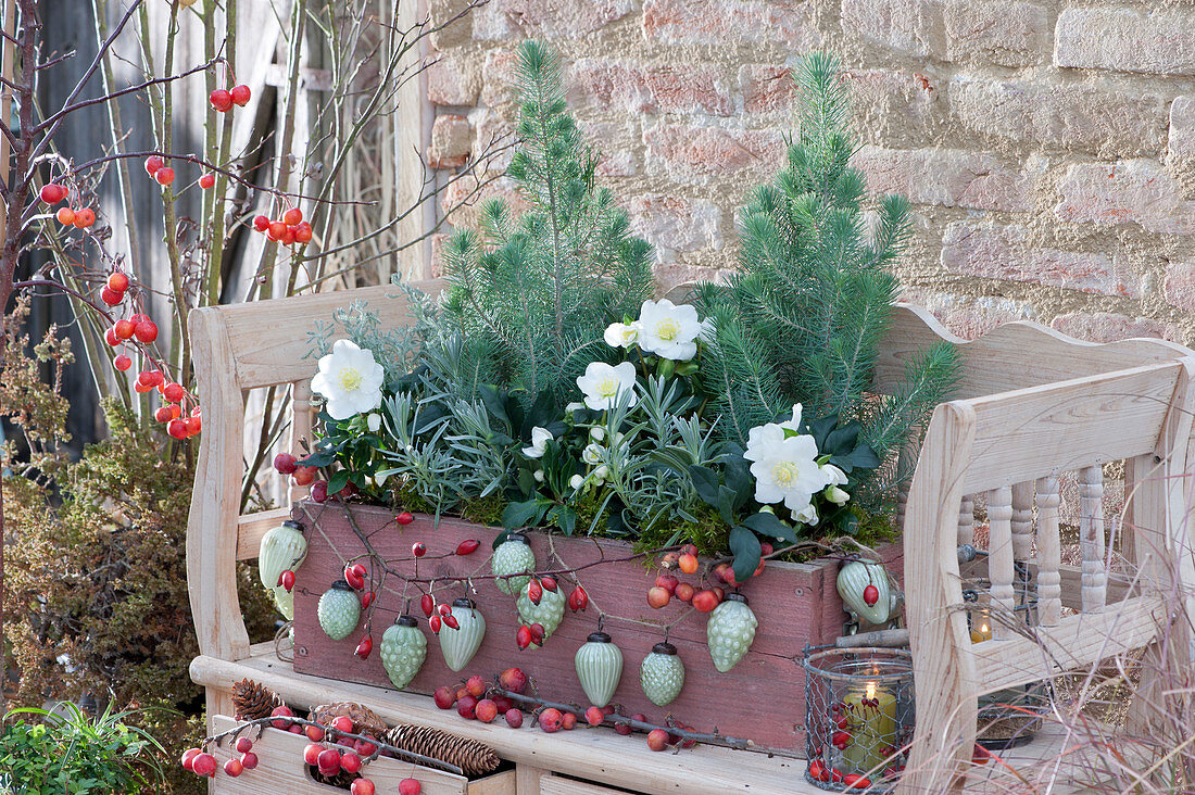 Wooden box for Christmas with pine trees, Christmas roses and lavender, decorated with Christmas tree decorations, rose hips and ornamental apples