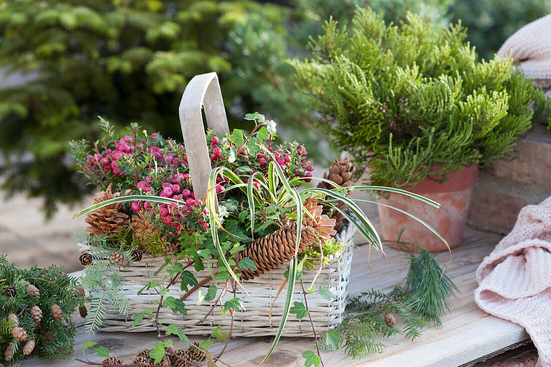 Basket with prickly heath, ivy, pinecones, and sedge