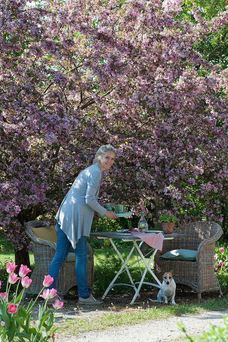 Woman sets the table under the flowering ornamental apple tree 'Paul Hauber', dog Zula