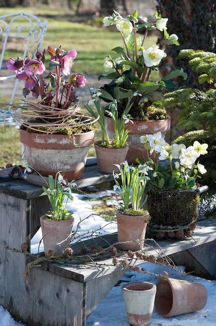 Terracotta pots arranged with Christmas roses, spring rose, and snowdrops on a plant stand