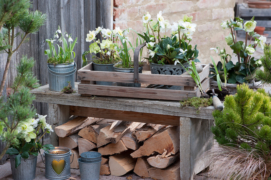 Christmas rose and snowdrops in the basket