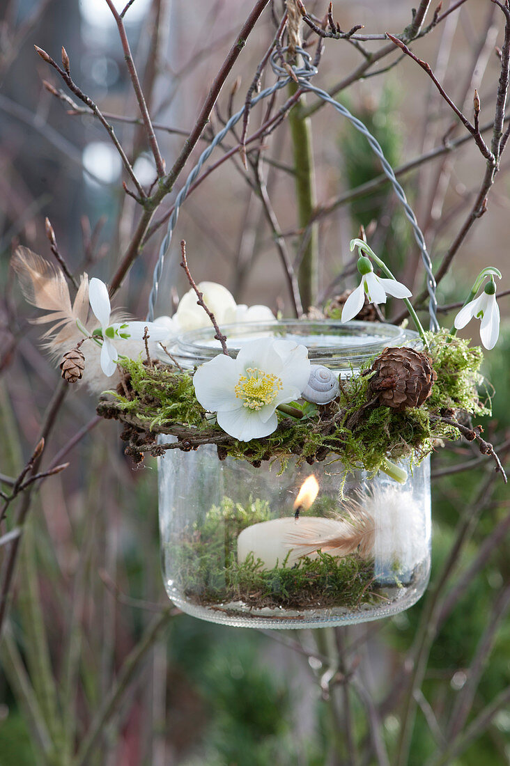 Lantern with a wreath made of moss and flowers of Christmas rose and snowdrops hung on a branch