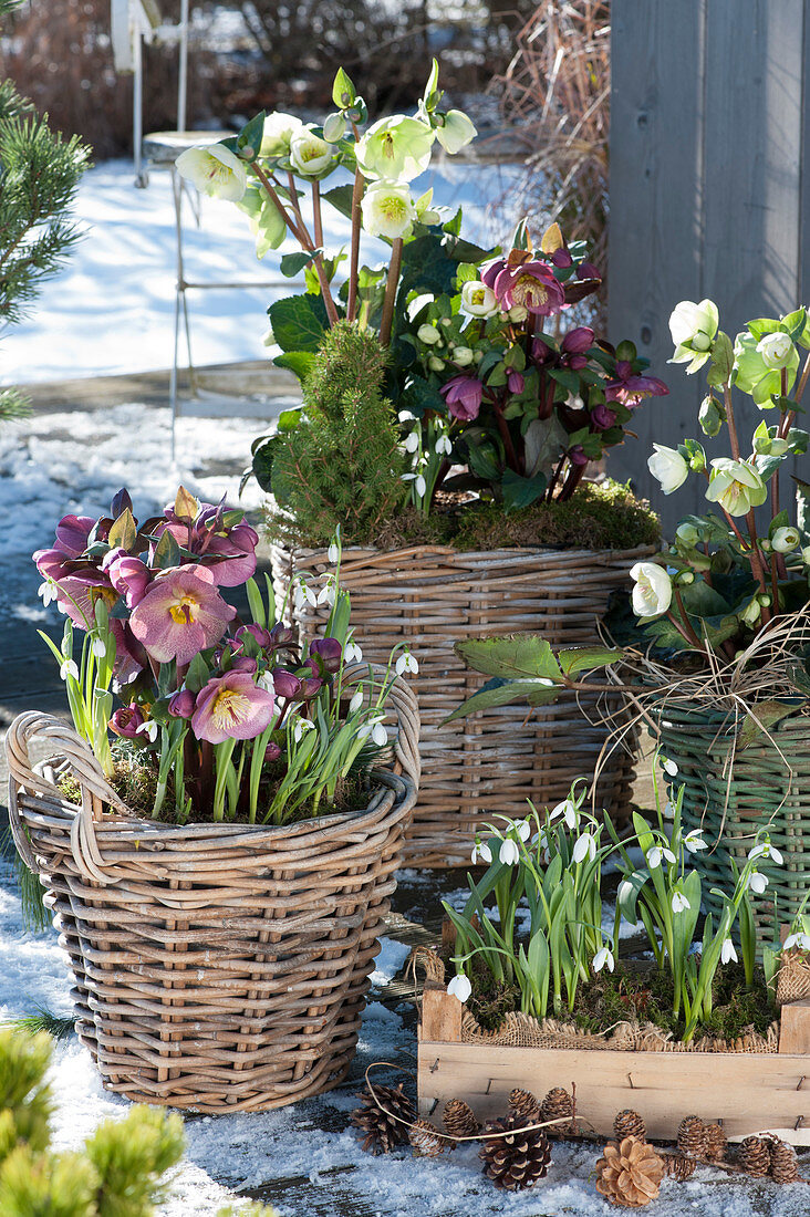 Christmas roses, spring roses and snowdrops in baskets and wooden boxes