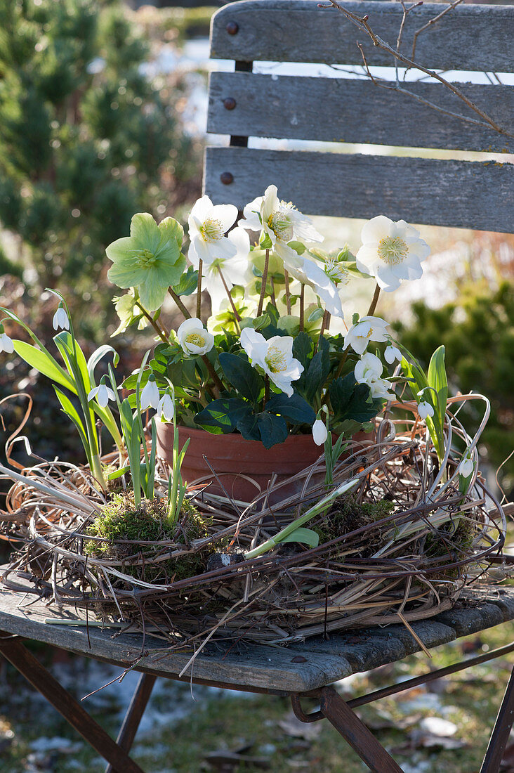 Pot with Christmas rose in a wreath of twigs, grass, and moss with snowdrops