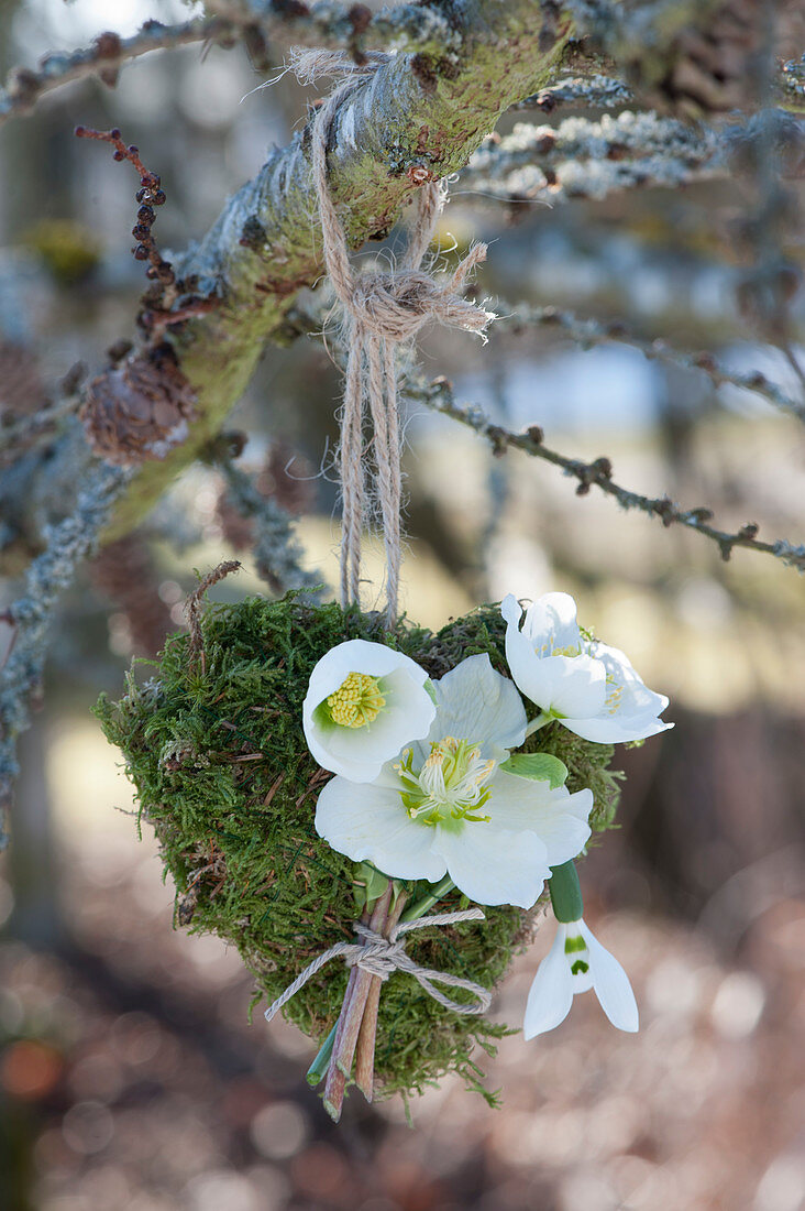 Moss heart with flowers of Christmas rose and snowdrops
