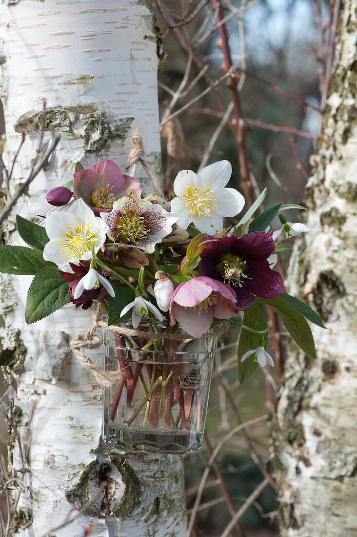 Bouquets of flowers of Christmas roses and snowdrops in a glass hung on a birch