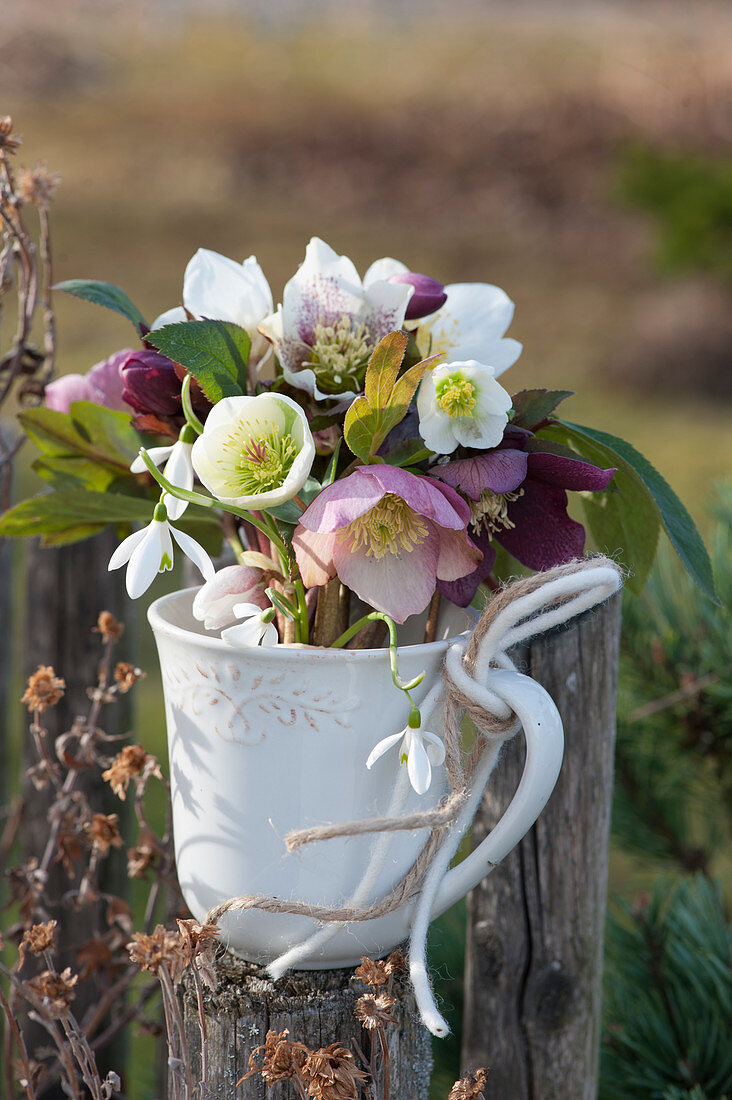 Bouquets of flowers of Christmas roses and snowdrops in a cup