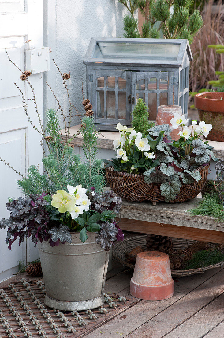 Zinc bucket and basket with Christmas roses, coral bells, pine, and white spruce