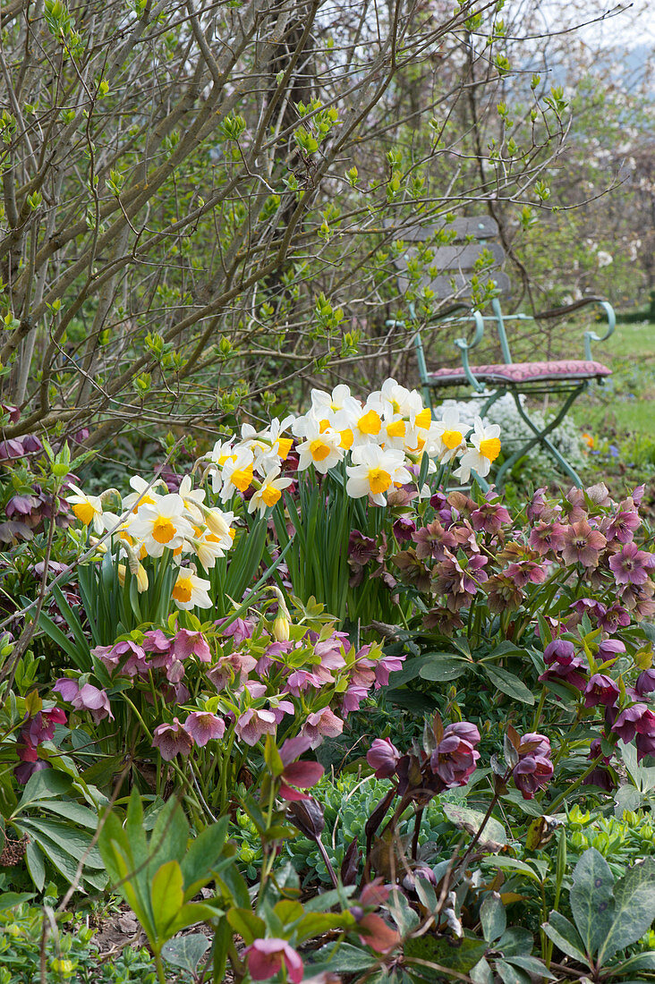 Daffodils and spring roses in the spring bed