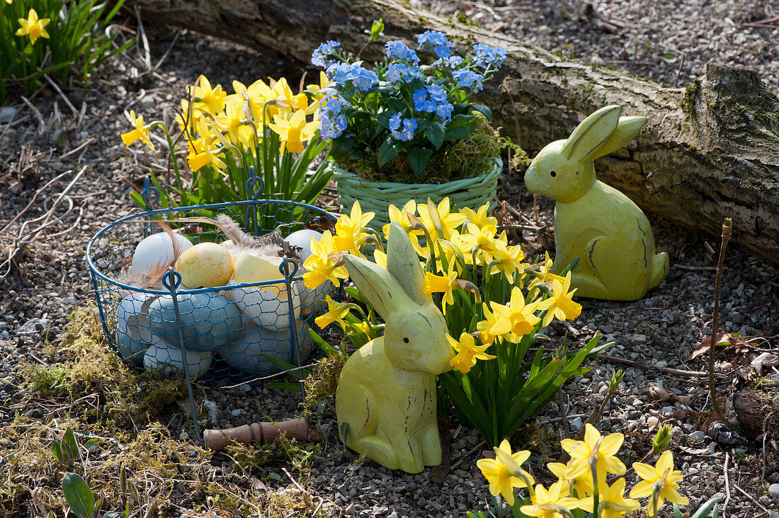 Wooden Easter bunnies and basket with Easter eggs in the garden between daffodils 'Tete a Tete' and forget-me-nots in the basket