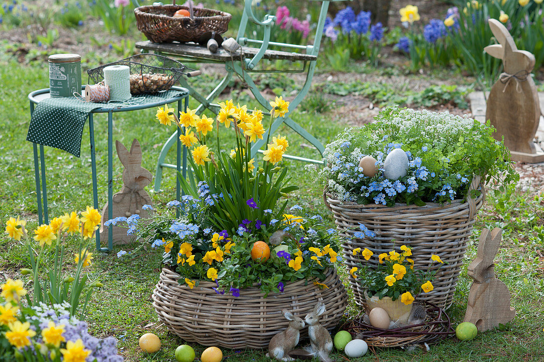 Easter in the garden: daffodils 'Rip van Winkle', violets, forget-me-nots, chervil and stone cabbage, Easter bunnies and Easter eggs